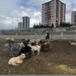 kayseride yabani hayvanlarin saldirisina ugrayan 11 keci oldu a0e7d685761d