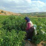 Köylü kadınların kooperatifi gelirlerini depremzede kadınlara bağışlıyor 11 koylu kadinlarin kooperatifi gelirlerini depremzede kadinlara bagisliyor 8e43cbf08e48