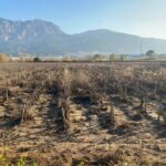 manisada taskin sonrasi su icinde kalan gediz ovasi normale dondu 59cbd933a99a