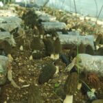 mersinde ciftciler kilosu 5 bin tlye satilan kuzugobegi mantari uretimini ogrenecek 3948f4dd19be