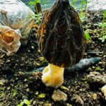 mersinde ciftciler kilosu 5 bin tlye satilan kuzugobegi mantari uretimini ogrenecek 7c5fa39bcfb0