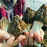 mersinde ciftciler kilosu 5 bin tlye satilan kuzugobegi mantari uretimini ogrenecek 7cf0bc018962