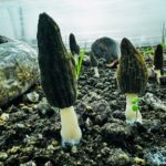 mersinde ciftciler kilosu 5 bin tlye satilan kuzugobegi mantari uretimini ogrenecek d3f9afcea466