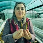 mersinde ciftciler kilosu 5 bin tlye satilan kuzugobegi mantari uretimini ogrenecek db5c0864b57b