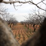 metrekareye 413 kilogram yagis dusen gaziantepte yesil altin icin yuksek rekolte beklentisi 439955f30577