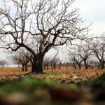 metrekareye 413 kilogram yagis dusen gaziantepte yesil altin icin yuksek rekolte beklentisi 53c7e3000001