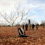 metrekareye 413 kilogram yagis dusen gaziantepte yesil altin icin yuksek rekolte beklentisi 55bd371360d6