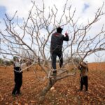 metrekareye 413 kilogram yagis dusen gaziantepte yesil altin icin yuksek rekolte beklentisi 82edec72f2f5