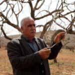 metrekareye 413 kilogram yagis dusen gaziantepte yesil altin icin yuksek rekolte beklentisi 9bbc44cd1cca