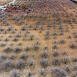 metrekareye 413 kilogram yagis dusen gaziantepte yesil altin icin yuksek rekolte beklentisi a2fce48da786