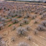 metrekareye 413 kilogram yagis dusen gaziantepte yesil altin icin yuksek rekolte beklentisi ce540bddbe54