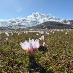 mus ovasi baharin mujdecisi cigdemlerle suslendi 107754556375