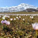 mus ovasi baharin mujdecisi cigdemlerle suslendi 19d3ef664daf