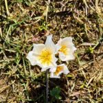 mus ovasi baharin mujdecisi cigdemlerle suslendi 278f5c9fdad6