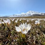 mus ovasi baharin mujdecisi cigdemlerle suslendi 289952fba541