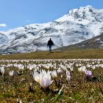 mus ovasi baharin mujdecisi cigdemlerle suslendi 849bc5d832e7