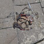 oynadiklari helyum gazi dolu balonlar patladi 2 yarali e7f3f2e42ffd