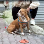 pitbullun saldirdigi reis isimli kopek agir yaralandi f7a8b2f45cbe