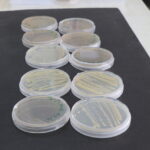 turk bilim insanlari antarktikadaki mikroorganizmalari tarima kazandirmayi hedefliyor a4201673a382