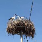 yaren leylek esi nazli ile de bulustu 9eabdede2896