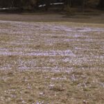 yaylalar baharin habercisi cigdem cicekleri ile renklendi 5f3a100df07c