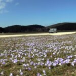 yaylalar baharin habercisi cigdem cicekleri ile renklendi 7931d2403bc0