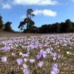 yaylalar baharin habercisi cigdem cicekleri ile renklendi 9b164e18f61c