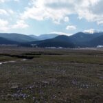 yaylalar baharin habercisi cigdem cicekleri ile renklendi bd76f63c0d07