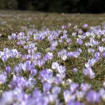 yaylalar baharin habercisi cigdem cicekleri ile renklendi eb7e21179f4a