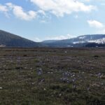 yaylalar baharin habercisi cigdem cicekleri ile renklendi f7504b28eeb5